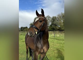 Hannoveriano, Caballo castrado, 5 años, 167 cm, Castaño oscuro