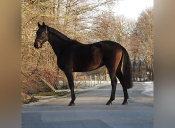 Hannoveriano, Caballo castrado, 5 años, 167 cm, Castaño oscuro