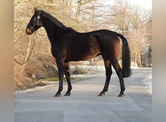 Hannoveriano, Caballo castrado, 5 años, 167 cm, Castaño oscuro