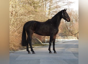 Hannoveriano, Caballo castrado, 5 años, 167 cm, Castaño oscuro