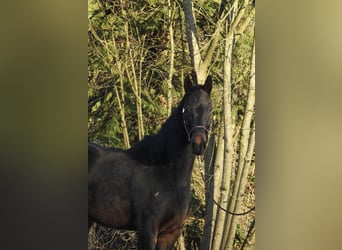 Hannoveriano, Caballo castrado, 5 años, 167 cm, Castaño oscuro