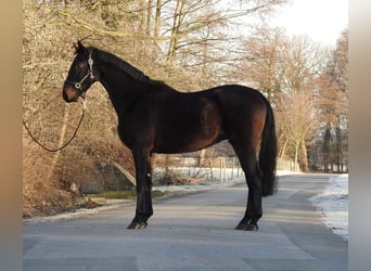 Hannoveriano, Caballo castrado, 5 años, 167 cm, Castaño oscuro