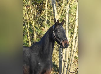 Hannoveriano, Caballo castrado, 5 años, 167 cm, Castaño oscuro