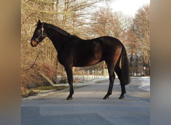 Hannoveriano, Caballo castrado, 5 años, 167 cm, Castaño oscuro