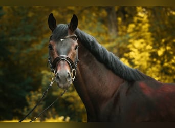 Hannoveriano, Caballo castrado, 5 años, 167 cm, Castaño oscuro