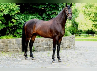 Hannoveriano, Caballo castrado, 5 años, 167 cm, Castaño oscuro