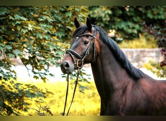 Hannoveriano, Caballo castrado, 5 años, 167 cm, Castaño oscuro