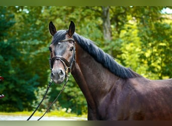 Hannoveriano, Caballo castrado, 5 años, 167 cm, Castaño oscuro