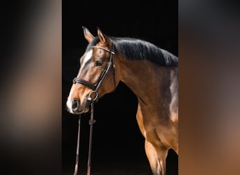 Hannoveriano, Caballo castrado, 5 años, 167 cm, Castaño rojizo