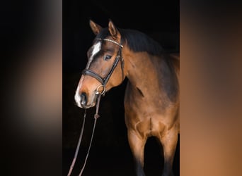 Hannoveriano, Caballo castrado, 5 años, 167 cm, Castaño rojizo