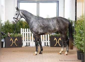 Hannoveriano, Caballo castrado, 5 años, 167 cm, Morcillo