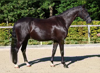 Hannoveriano, Caballo castrado, 5 años, 167 cm, Negro