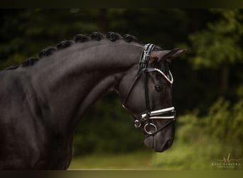 Hannoveriano, Caballo castrado, 5 años, 167 cm, Negro