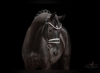 Hannoveriano, Caballo castrado, 5 años, 167 cm, Negro