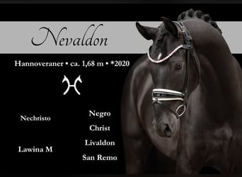 Hannoveriano, Caballo castrado, 5 años, 167 cm, Negro
