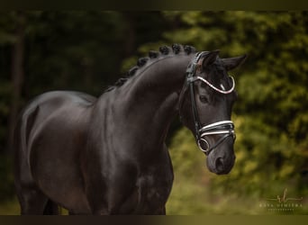 Hannoveriano, Caballo castrado, 5 años, 167 cm, Negro