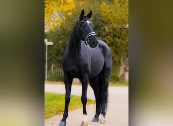 Hannoveriano, Caballo castrado, 5 años, 167 cm, Negro