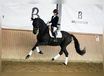 Hannoveriano, Caballo castrado, 5 años, 167 cm, Negro