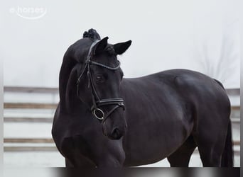 Hannoveriano, Caballo castrado, 5 años, 167 cm, Negro