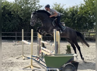 Hannoveriano, Caballo castrado, 5 años, 167 cm, Tordillo negro