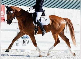 Hannoveriano, Caballo castrado, 5 años, 168 cm, Alazán