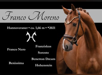 Hannoveriano, Caballo castrado, 5 años, 168 cm, Alazán