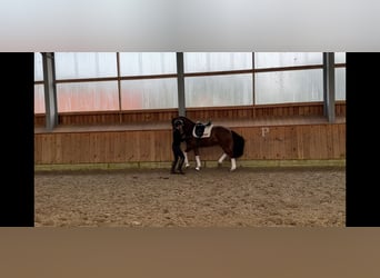 Hannoveriano, Caballo castrado, 5 años, 168 cm, Alazán