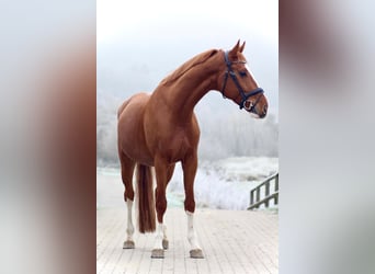 Hannoveriano, Caballo castrado, 5 años, 168 cm, Alazán