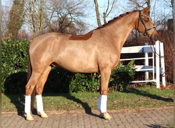 Hannoveriano, Caballo castrado, 5 años, 168 cm, Alazán