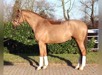 Hannoveriano, Caballo castrado, 5 años, 168 cm, Alazán