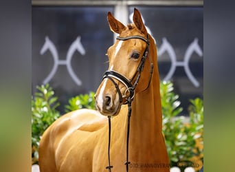 Hannoveriano, Caballo castrado, 5 años, 168 cm, Alazán