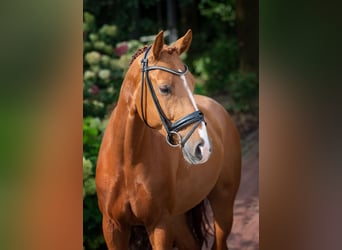 Hannoveriano, Caballo castrado, 5 años, 168 cm, Alazán