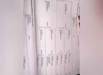 Hannoveriano, Caballo castrado, 5 años, 168 cm, Alazán