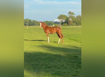 Hannoveriano, Caballo castrado, 5 años, 168 cm, Alazán