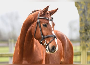 Hannoveriano, Caballo castrado, 5 años, 168 cm, Alazán