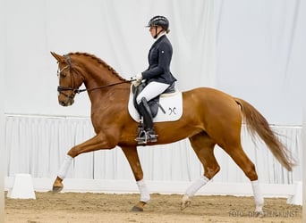 Hannoveriano, Caballo castrado, 5 años, 168 cm, Alazán-tostado