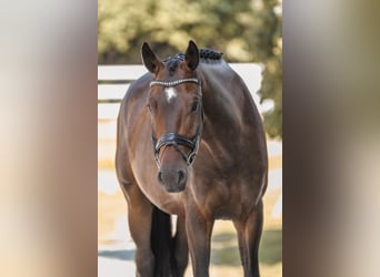 Hannoveriano, Caballo castrado, 5 años, 168 cm, Castaño