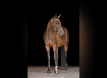 Hannoveriano, Caballo castrado, 5 años, 168 cm, Castaño