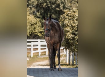 Hannoveriano, Caballo castrado, 5 años, 168 cm, Castaño