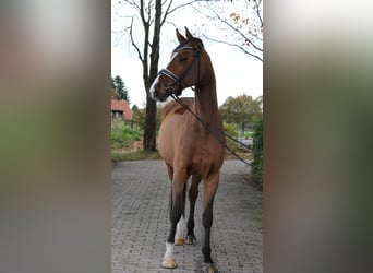 Hannoveriano, Caballo castrado, 5 años, 168 cm, Castaño