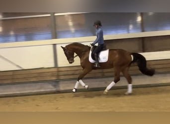 Hannoveriano, Caballo castrado, 5 años, 168 cm, Castaño