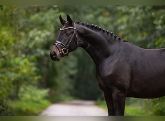 Hannoveriano, Caballo castrado, 5 años, 168 cm, Castaño