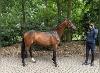 Hannoveriano, Caballo castrado, 5 años, 168 cm, Castaño