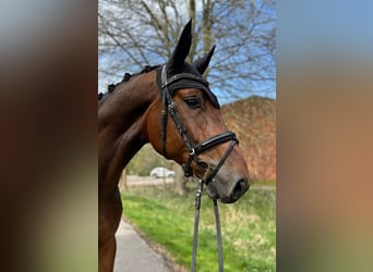 Hannoveriano, Caballo castrado, 5 años, 168 cm, Castaño