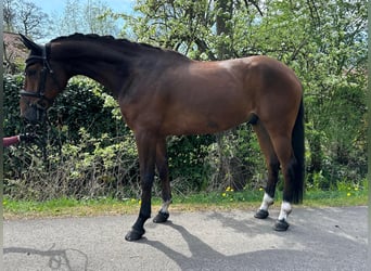 Hannoveriano, Caballo castrado, 5 años, 168 cm, Castaño