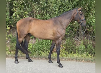 Hannoveriano, Caballo castrado, 5 años, 168 cm, Castaño