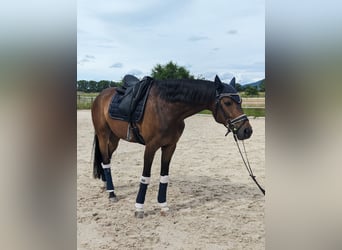 Hannoveriano, Caballo castrado, 5 años, 168 cm, Castaño