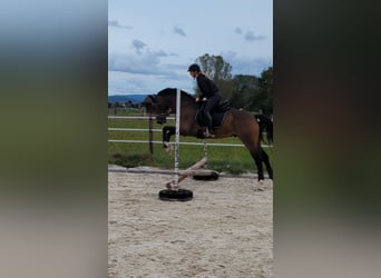 Hannoveriano, Caballo castrado, 5 años, 168 cm, Castaño