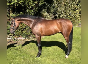 Hannoveriano, Caballo castrado, 5 años, 168 cm, Castaño