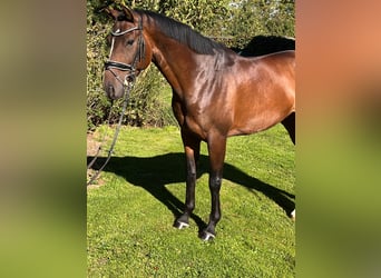 Hannoveriano, Caballo castrado, 5 años, 168 cm, Castaño